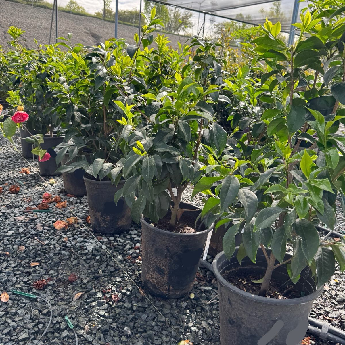 Silver Waves Camellia
