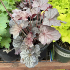 Silverberry Coral Bells