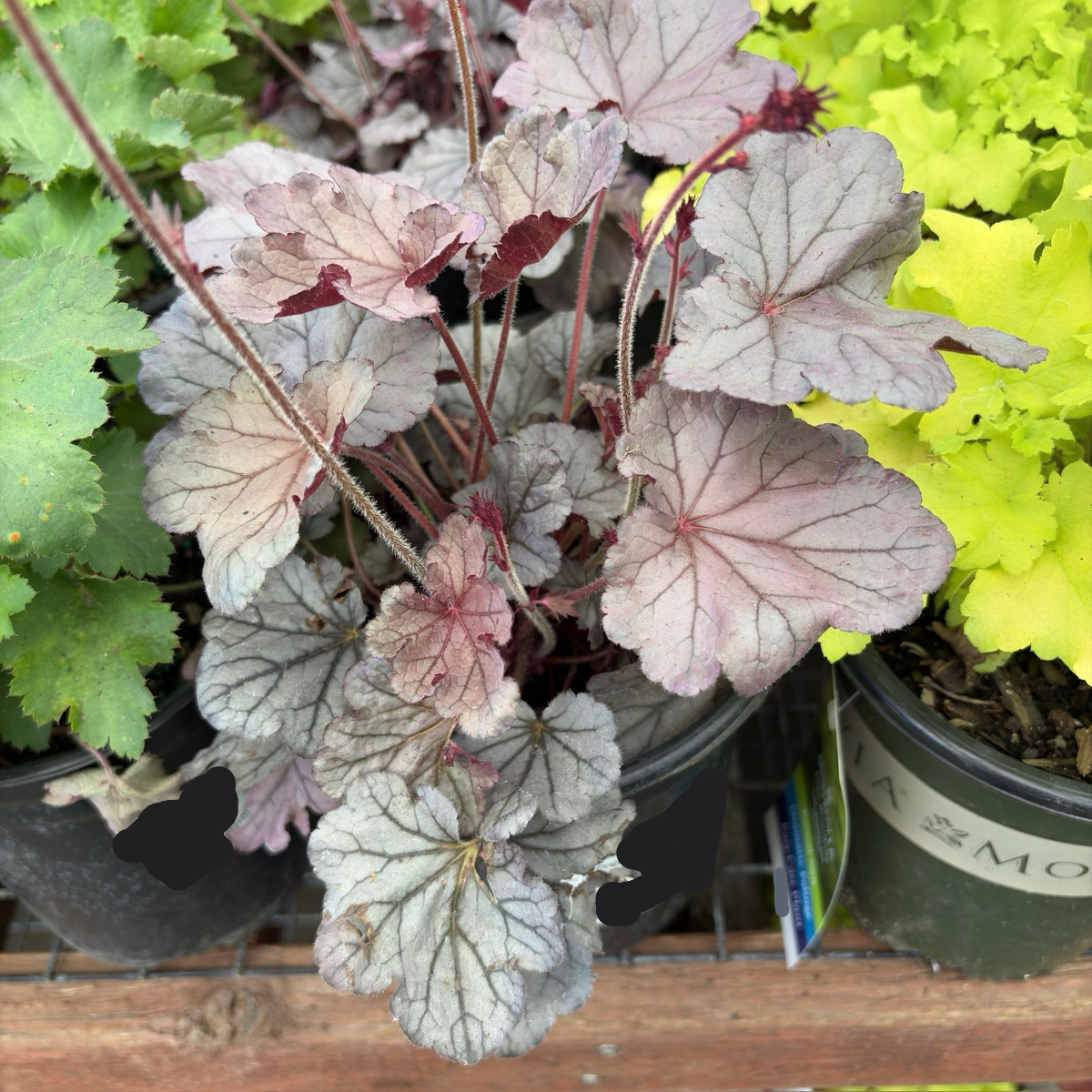 Silverberry Coral Bells