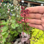 Silverberry Coral Bells