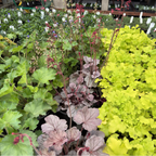 Silverberry Coral Bells