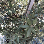 Silverleaf Oak