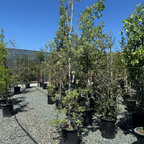 Silverleaf Oak