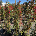 Silvervein Creeper