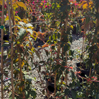 Silvervein Creeper