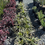 Silvery Sunproof Lily Turf
