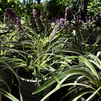Silvery Sunproof Lily Turf
