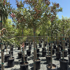 Single Pink Oleander