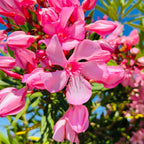 Single Pink Oleander