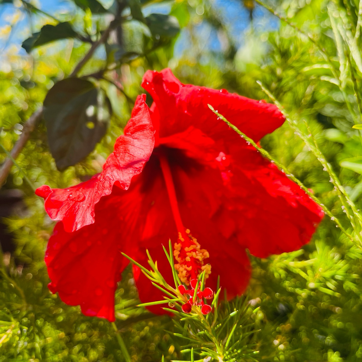 Red flower with green leaves on Single Red Hibiscus