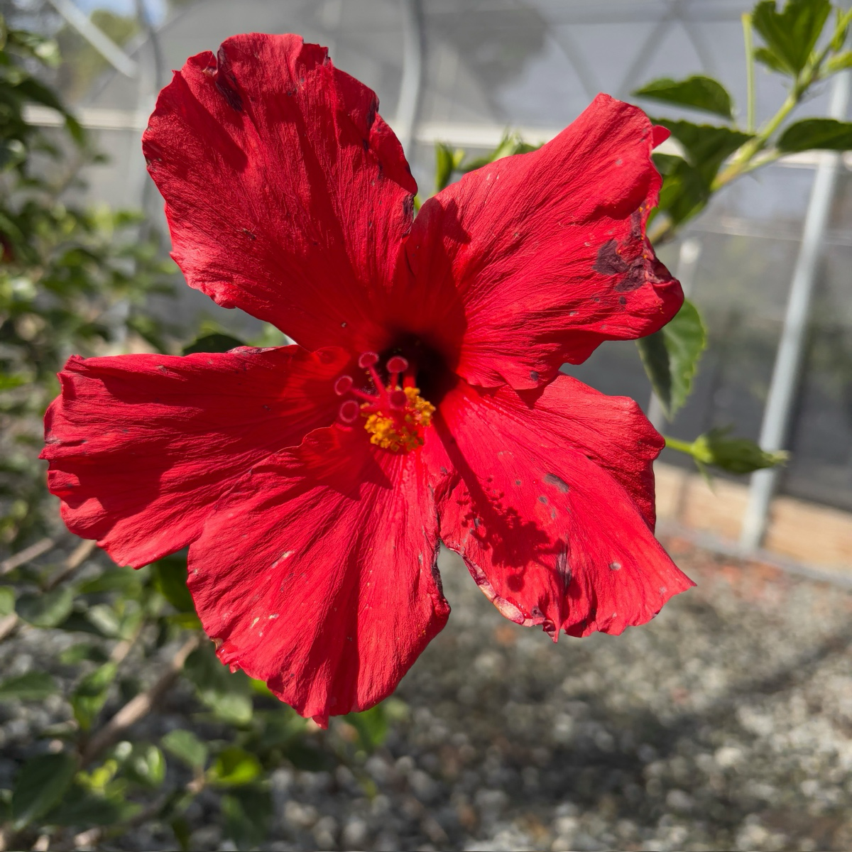 Red flower with green leaves on Single Red Hibiscus