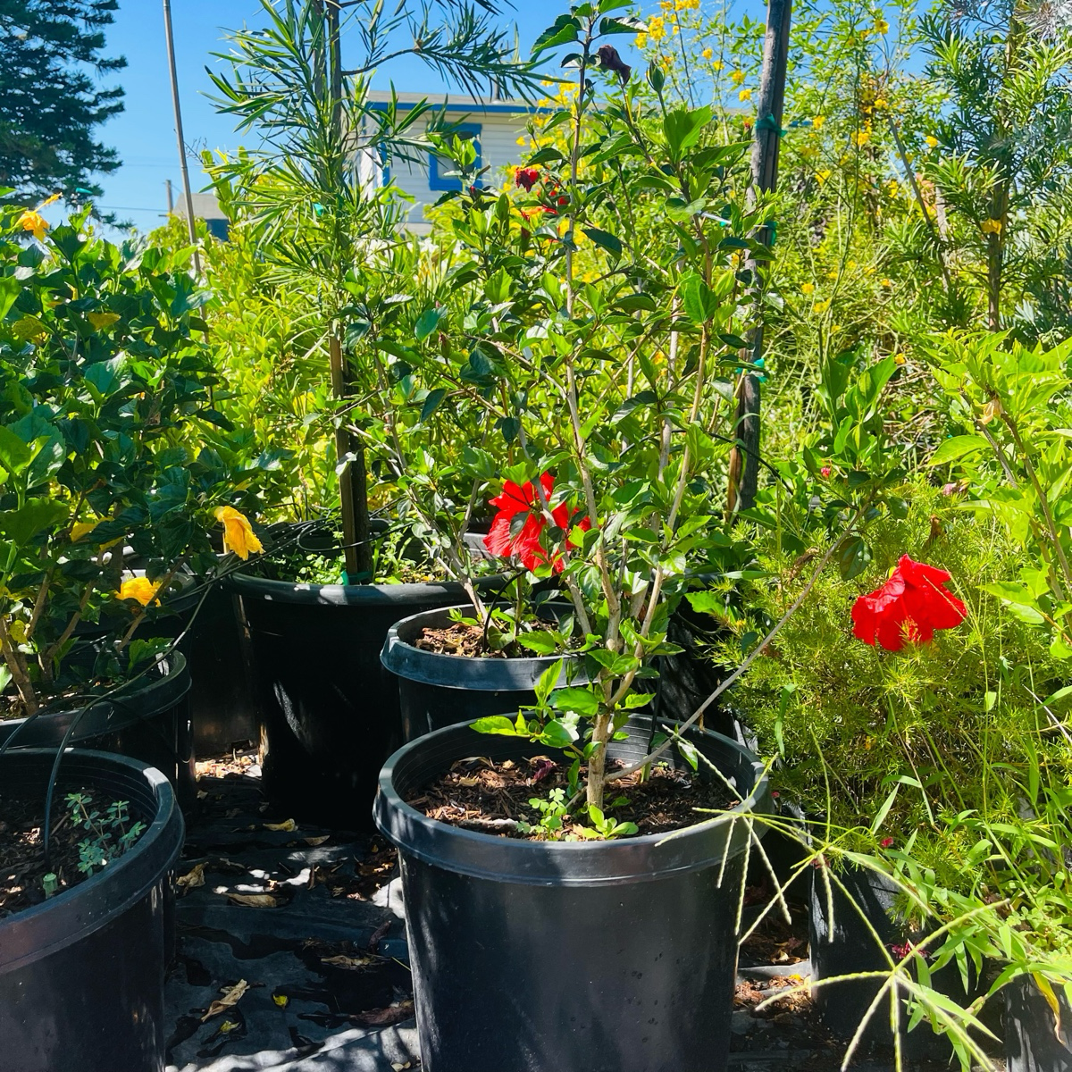 Garden with potted Single Red Hibiscus plants and red flowers under a blue sky.
