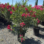Single Red Oleander