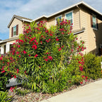 Single Red Oleander