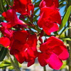 Single Red Oleander