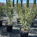 Single Red Oleander