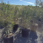 Single Red Oleander