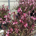 Siskiyou Pink Beeblossom
