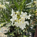 Sister Agnes Oleander