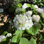Sister Theresa Bigleaf Hydrangea