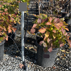 Sister Theresa Bigleaf Hydrangea