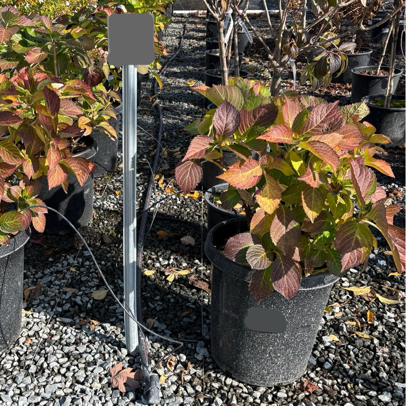 Sister Theresa Bigleaf Hydrangea