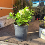 Sister Theresa Bigleaf Hydrangea