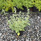 Six Hills Giant Catmint