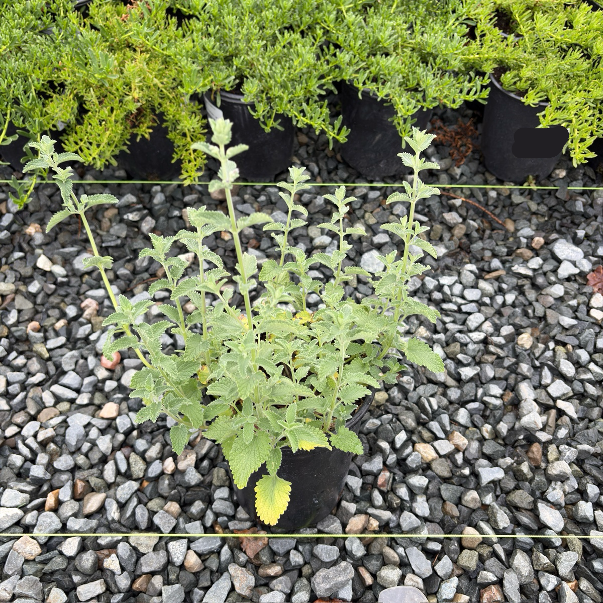 Six Hills Giant Catmint