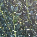Sky Pencil Holly