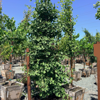 Sky Tower Grove Ginkgo