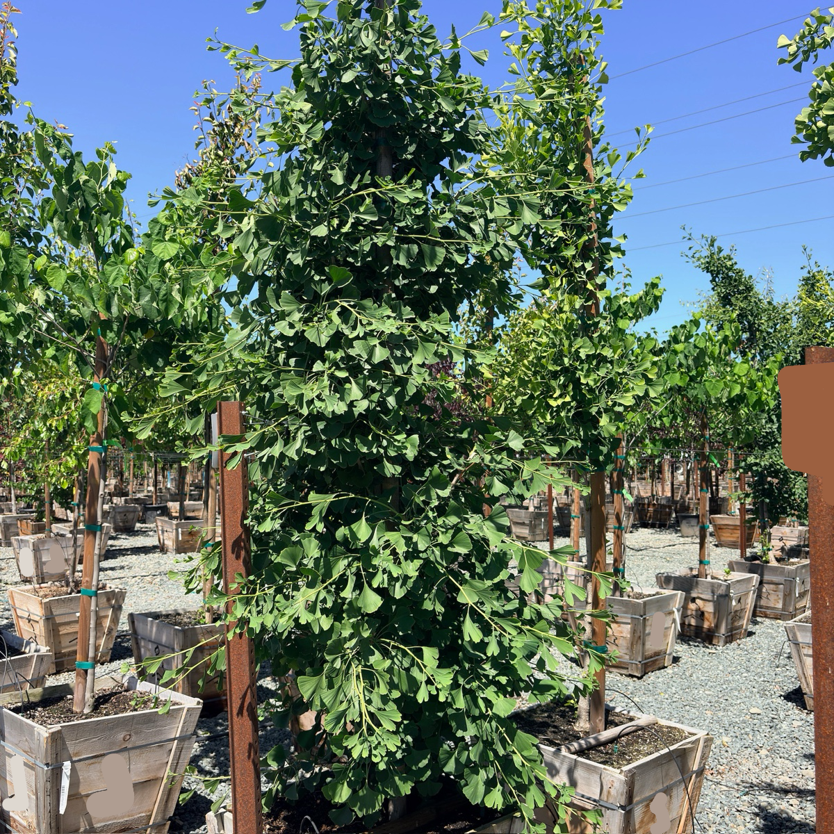 Sky Tower Grove Ginkgo