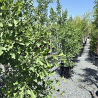 Sky Tower Grove Ginkgo