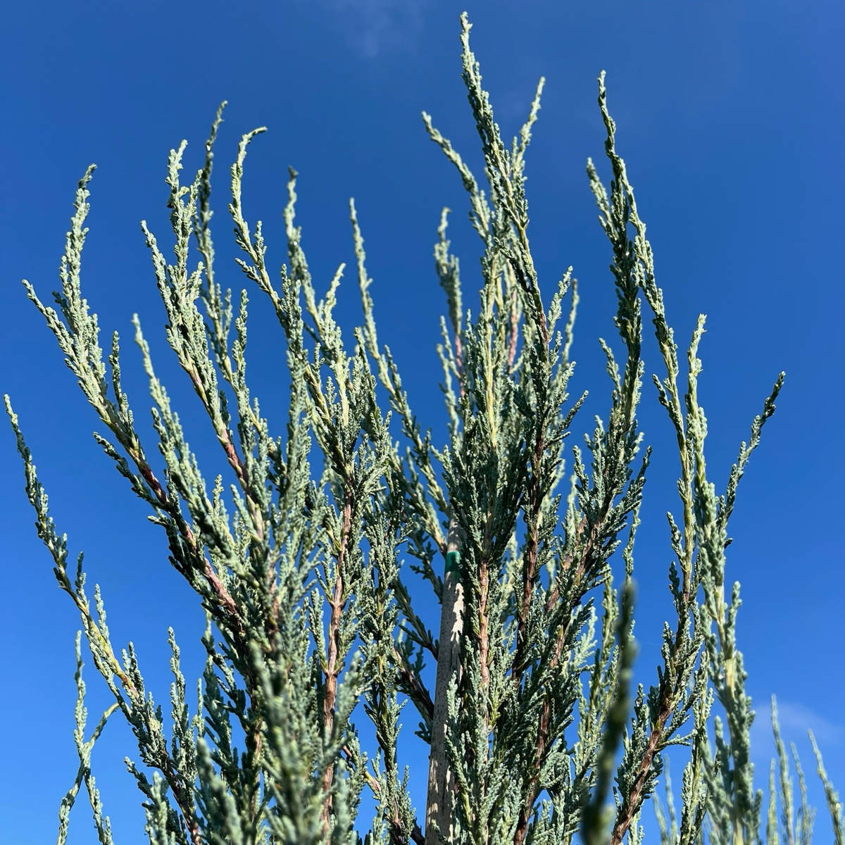 Skyrocket Juniper