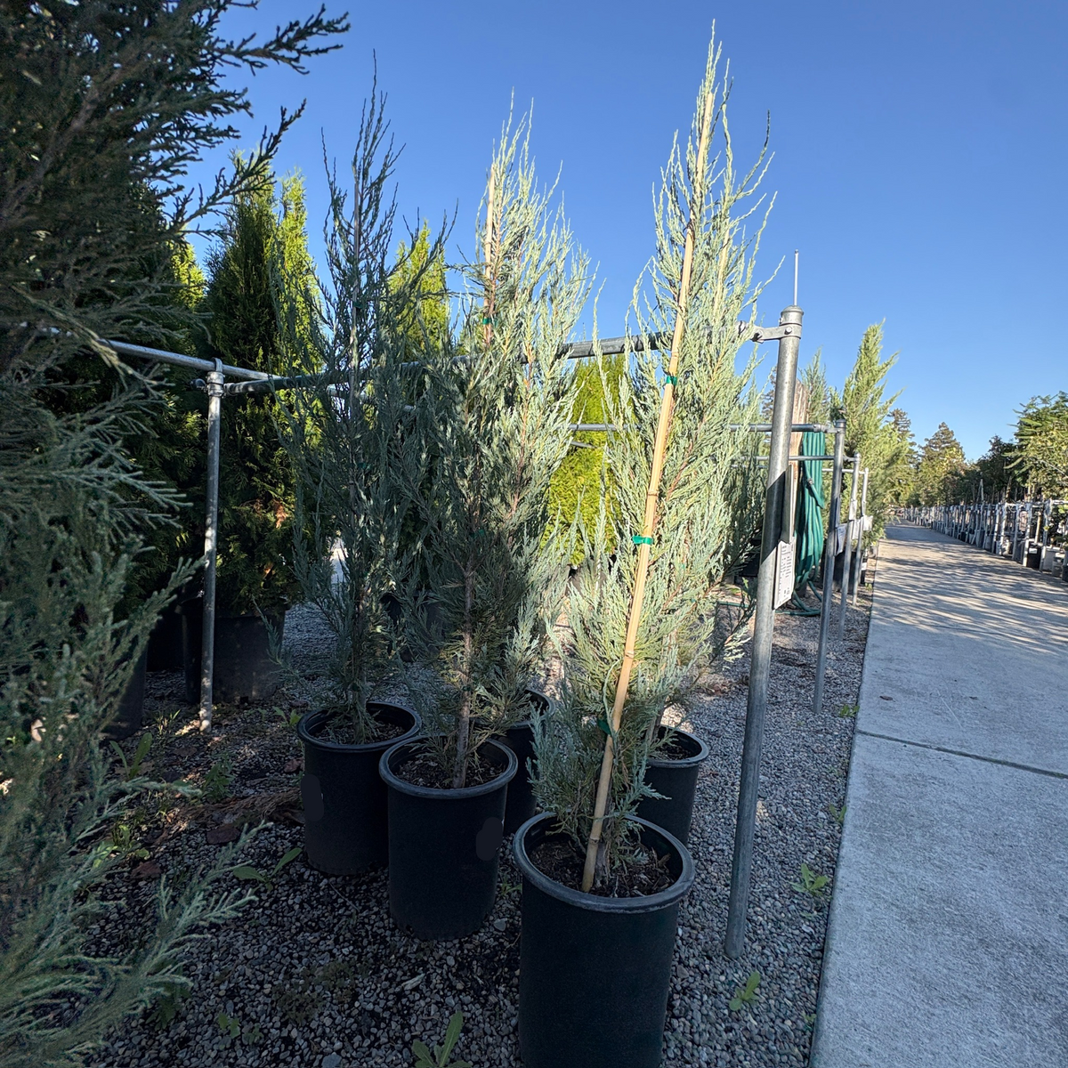 Skyrocket Juniper