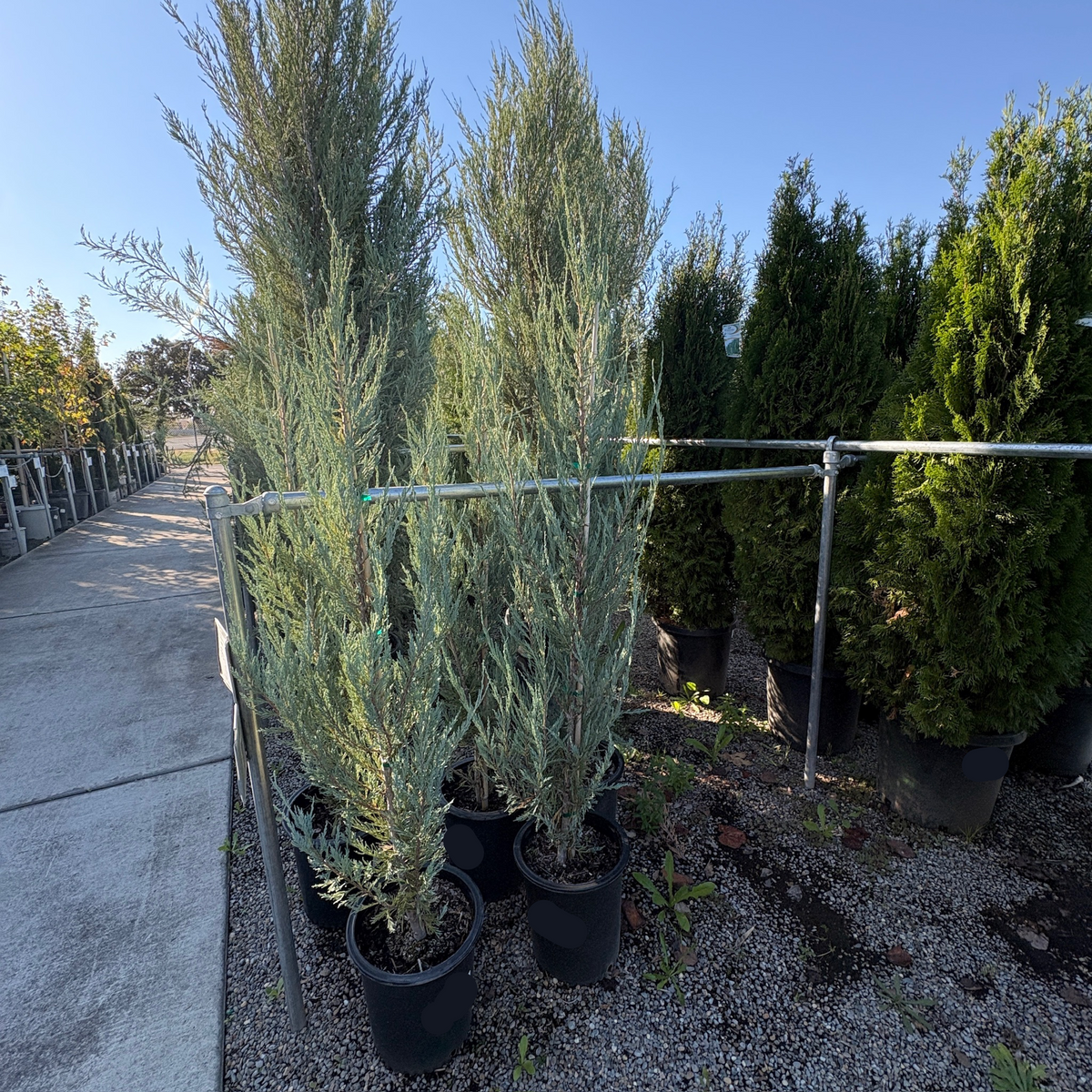 Skyrocket Juniper