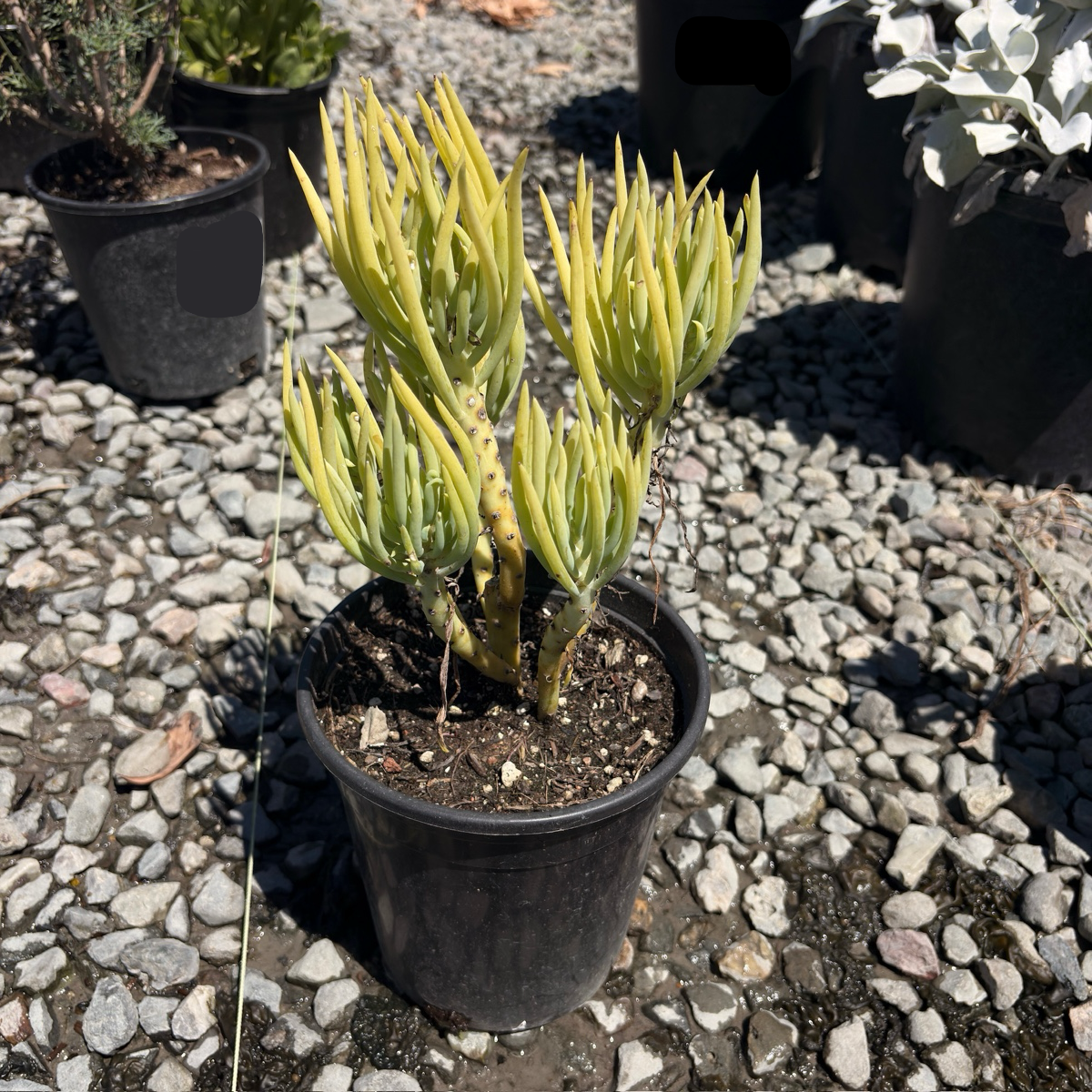 Skyscraper Senecio