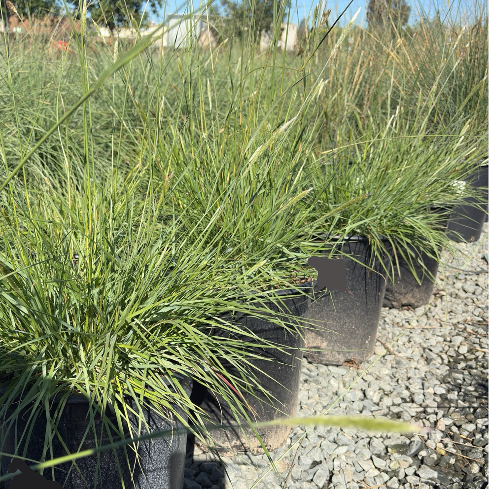 Slender Veldt Grass