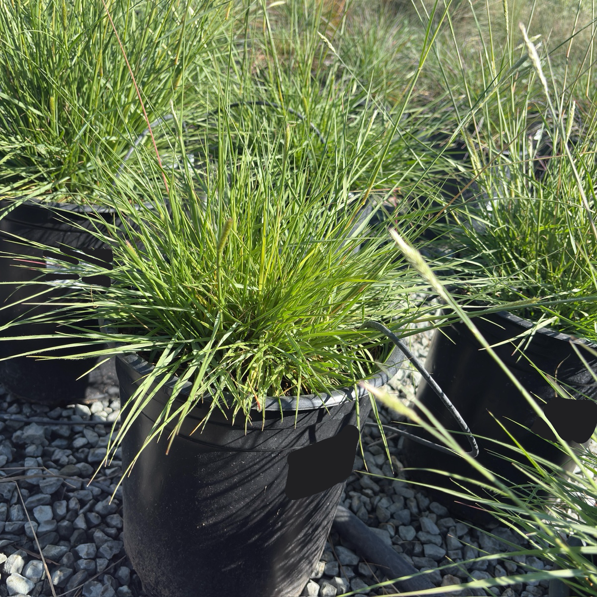 Slender Veldt Grass