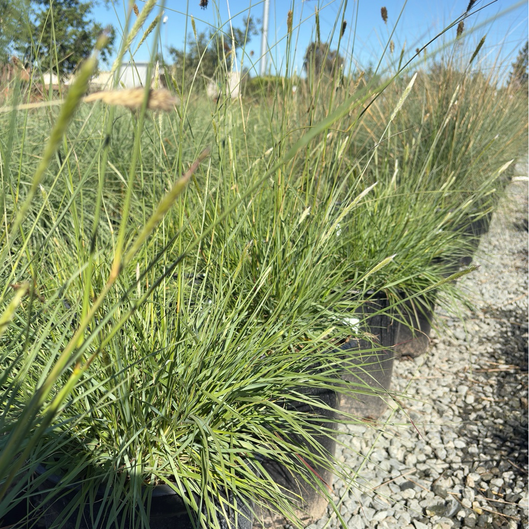 Slender Veldt Grass