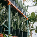 Snake Plant