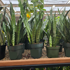 Snake Plant