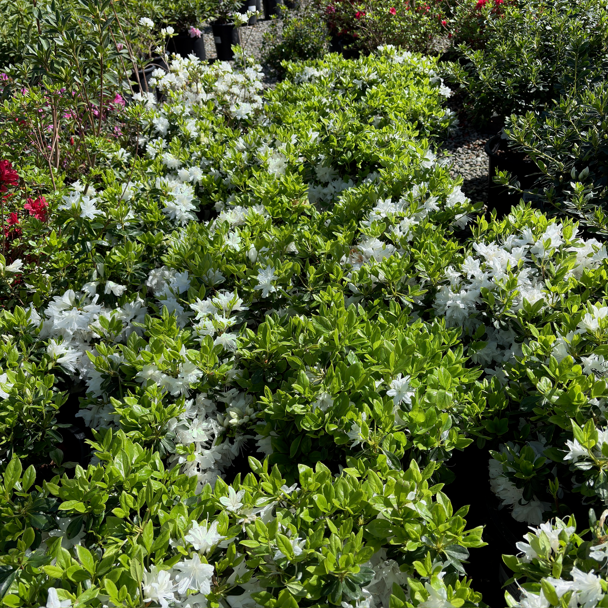 Snow Azalea