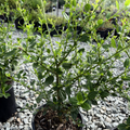 Potted Snow Flurry California Lilac with green leaves on a gravelly surface
