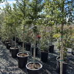 Snow Flurry California Lilac