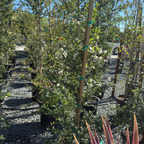 Snow Flurry California Lilac