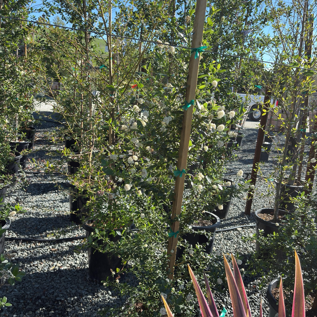 Snow Flurry California Lilac