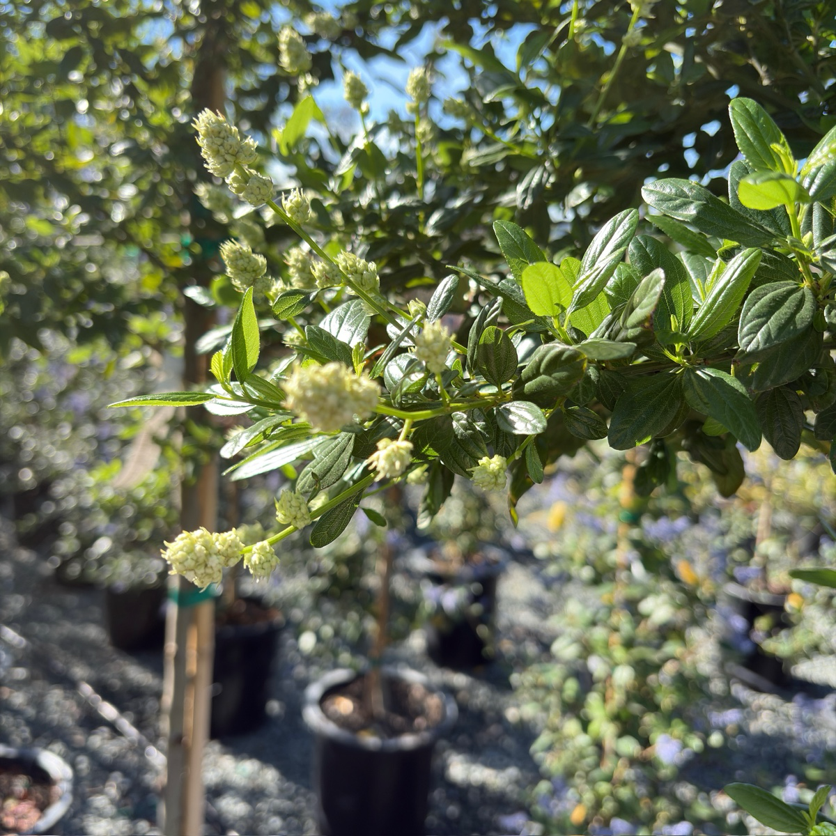 Snow Flurry California Lilac