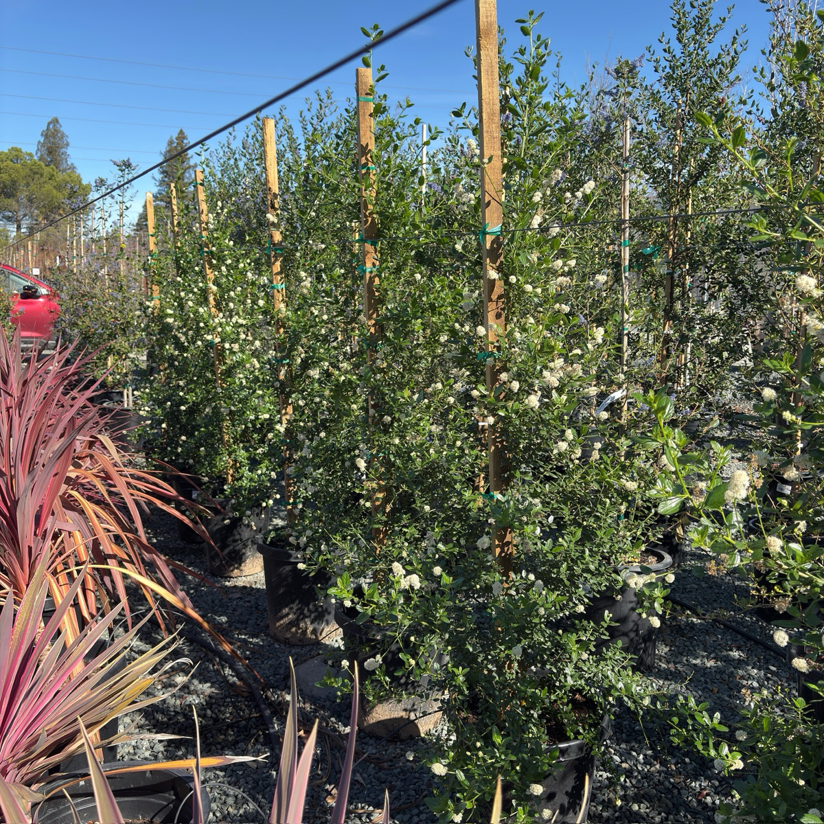 Snow Flurry California Lilac
