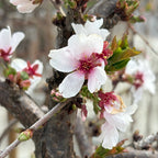 Close-up of Snow Fountains Weeping Cherry blossoms on a branch with a blurred background